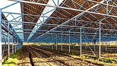 Solar panels are standing in a field.